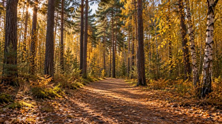 A wide earth path between tall Scots pines and birch trees in autumn light, with fallen needles and leaves underfoot